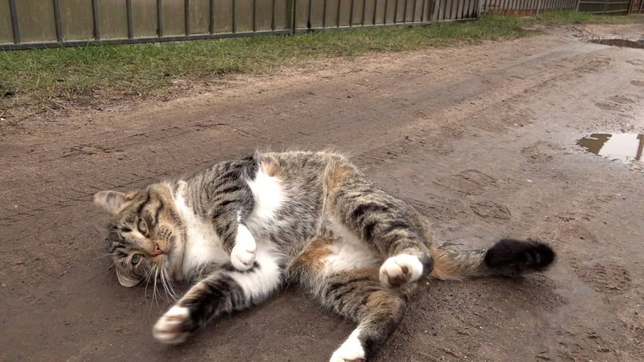 В СНТ «Мечта» бездомному коту едва не перерезало тело ловушкой живодёра В СНТ «Мечта» бездомному коту едва не перерезало тело ловушкой живодёра