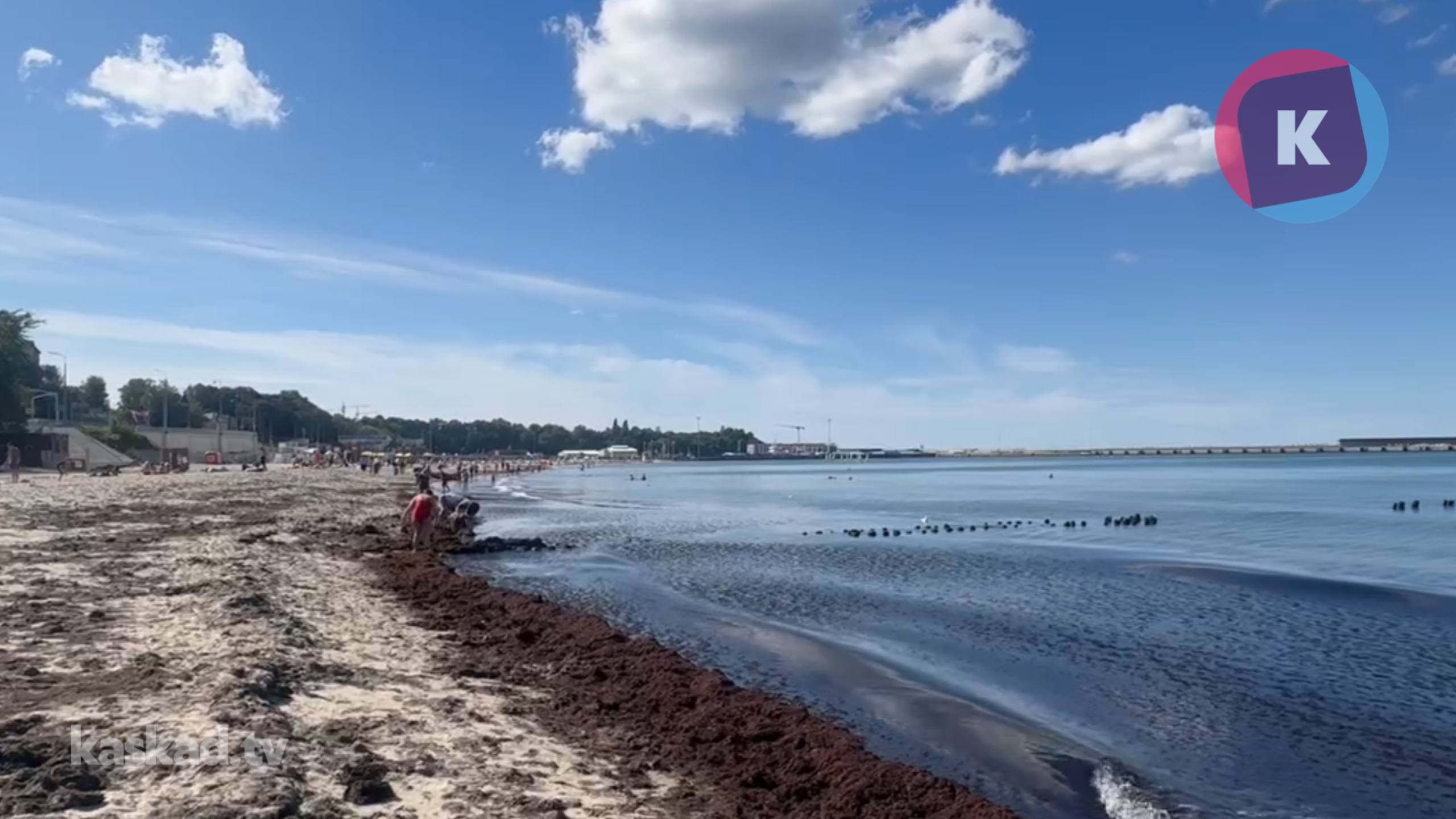 Балтийское море выбросило на пляж Пионерского кучу нежданных водорослей Балтийское море выбросило на пляж Пионерского кучу нежданных водорослей