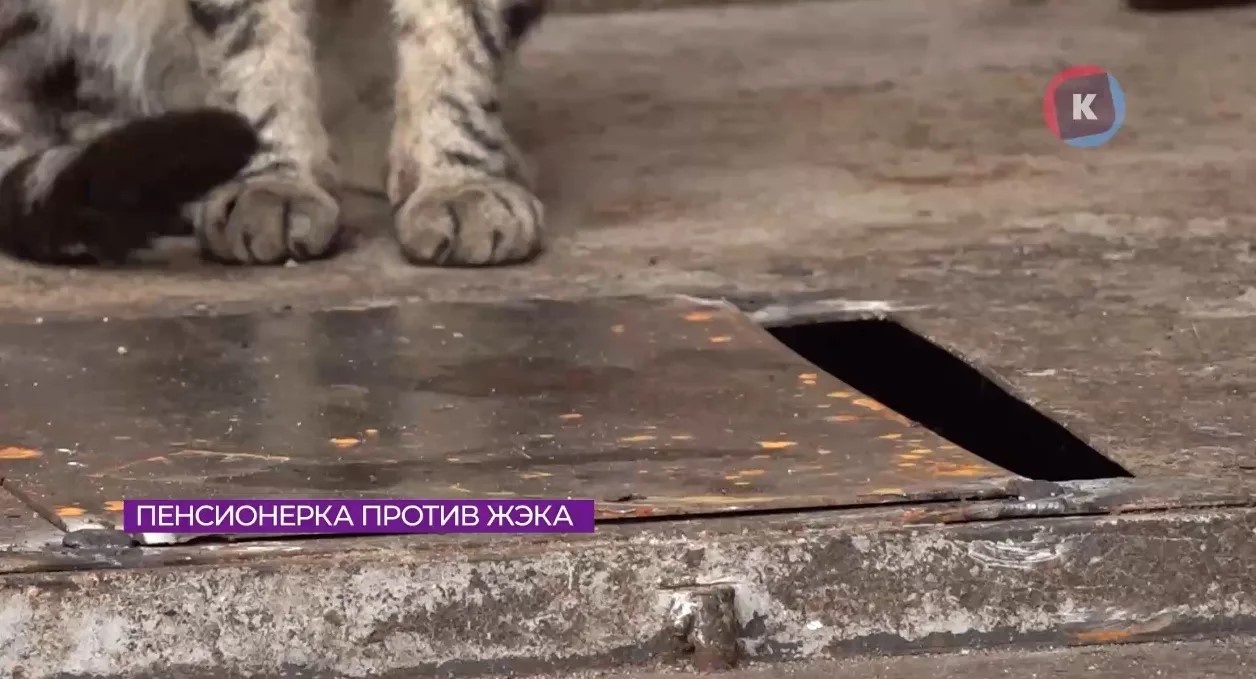 кот2