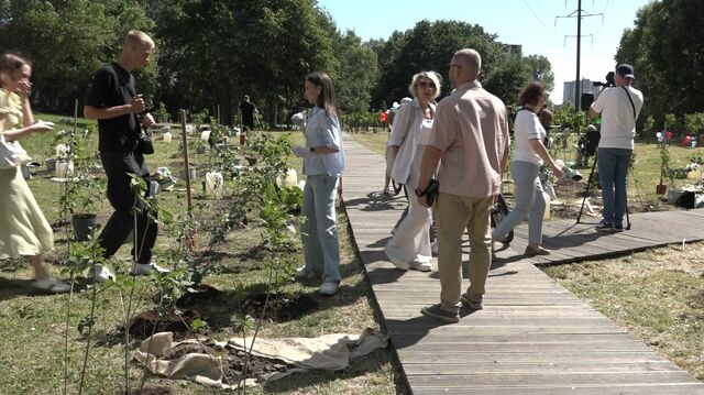 сирень дятлова ш8342422242