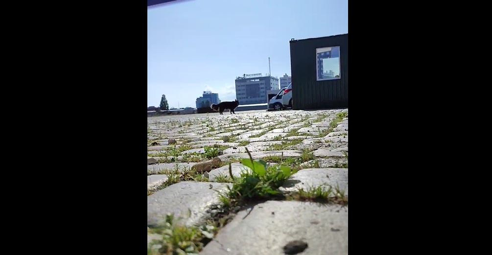 Бродячая или живущая на стройке? В центре Калининграда собака напала на семилетнюю девочку Бродячая или живущая на стройке? В центре Калининграда собака напала на семилетнюю девочку